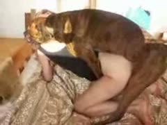 Kinky pet owner enjoying dog oral sex